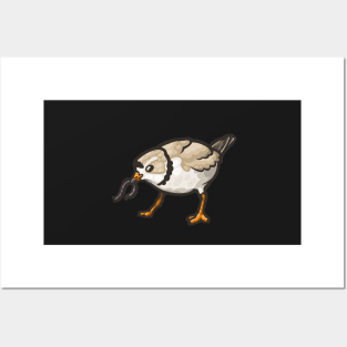 Piping Plover Posters and Art